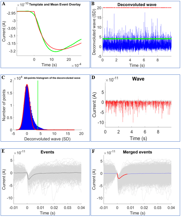 Detection of mEPSCs in a recording from a neuron. (A) Sum of two exponentials template (red) and mean event overlay (green). (B) Deconvoluted wave of the recording (blue), detection threshold (green), and detected events (red dots). (C) All-point histogram of the deconvoluted trace (blue bars) fitted with a Gaussian function (red curve). The detection threshold (green) was set to 4x the standard deviation of the Gaussian. (D) Continuous trace of detected mEPSCs (red). (E) Superimposed detected mEPSCs (grey curves) and the median mEPSC (black curve) during a continuous recording, aligned horizontally to the peak of the deconvolution function. (F) Merged events from entire recording wave with the mean ensemble (blue) and fit (red).